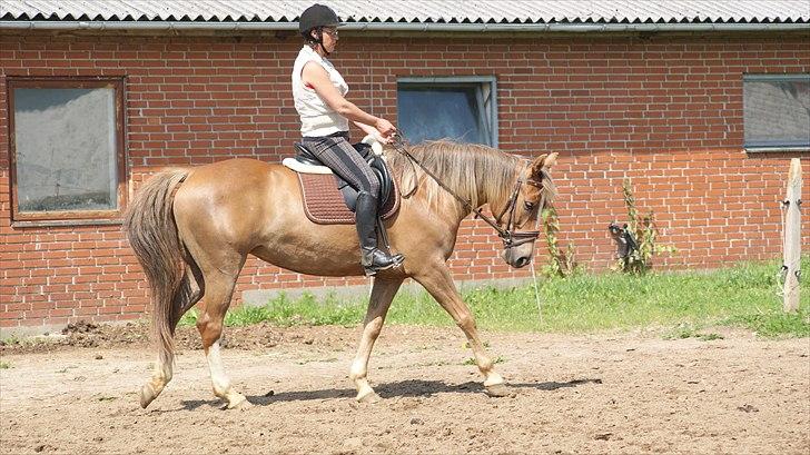 Anden særlig race Chiquita billede 9