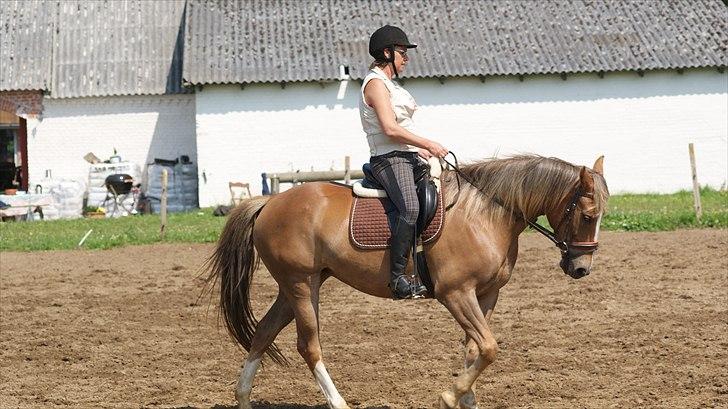 Anden særlig race Chiquita billede 10
