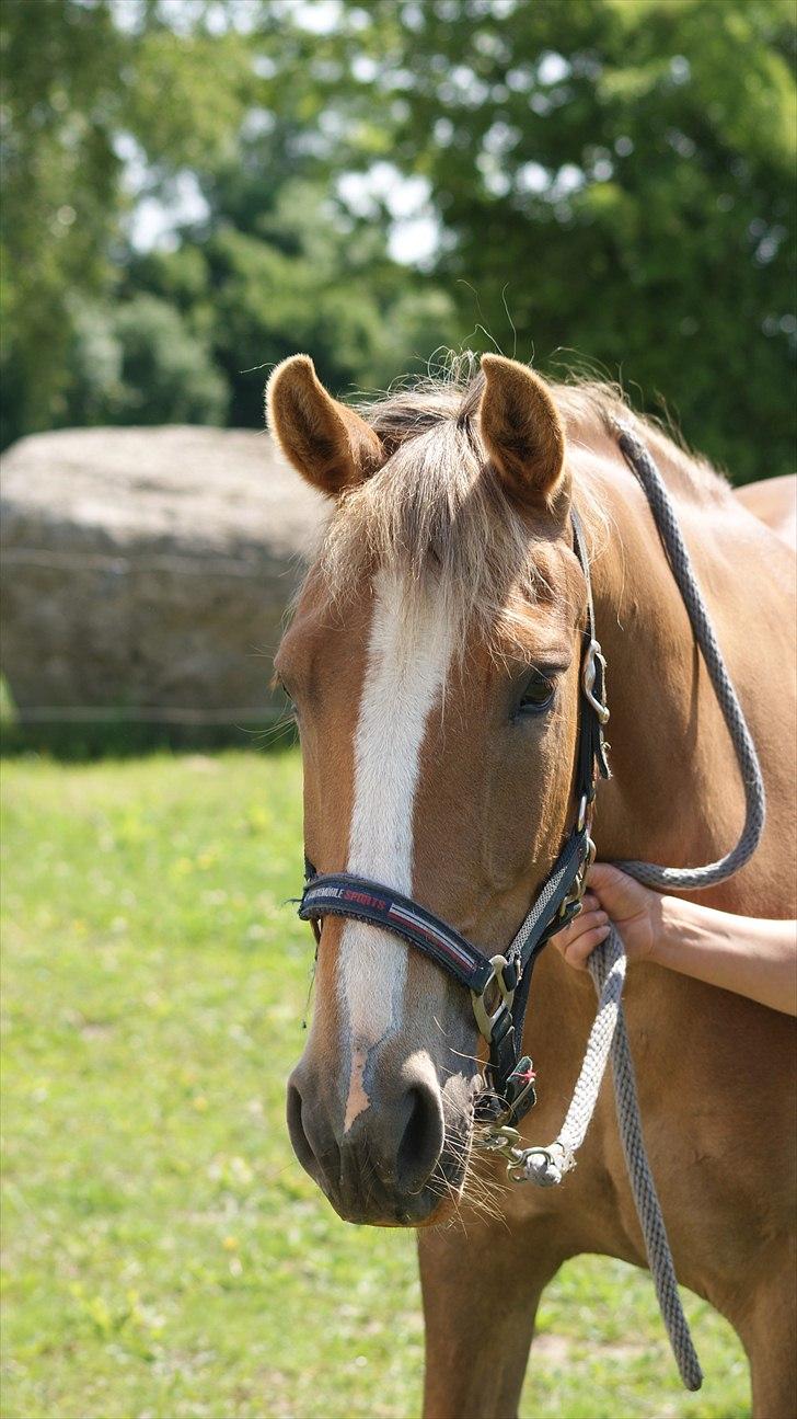 Anden særlig race Chiquita - I'm a barbie horse billede 1