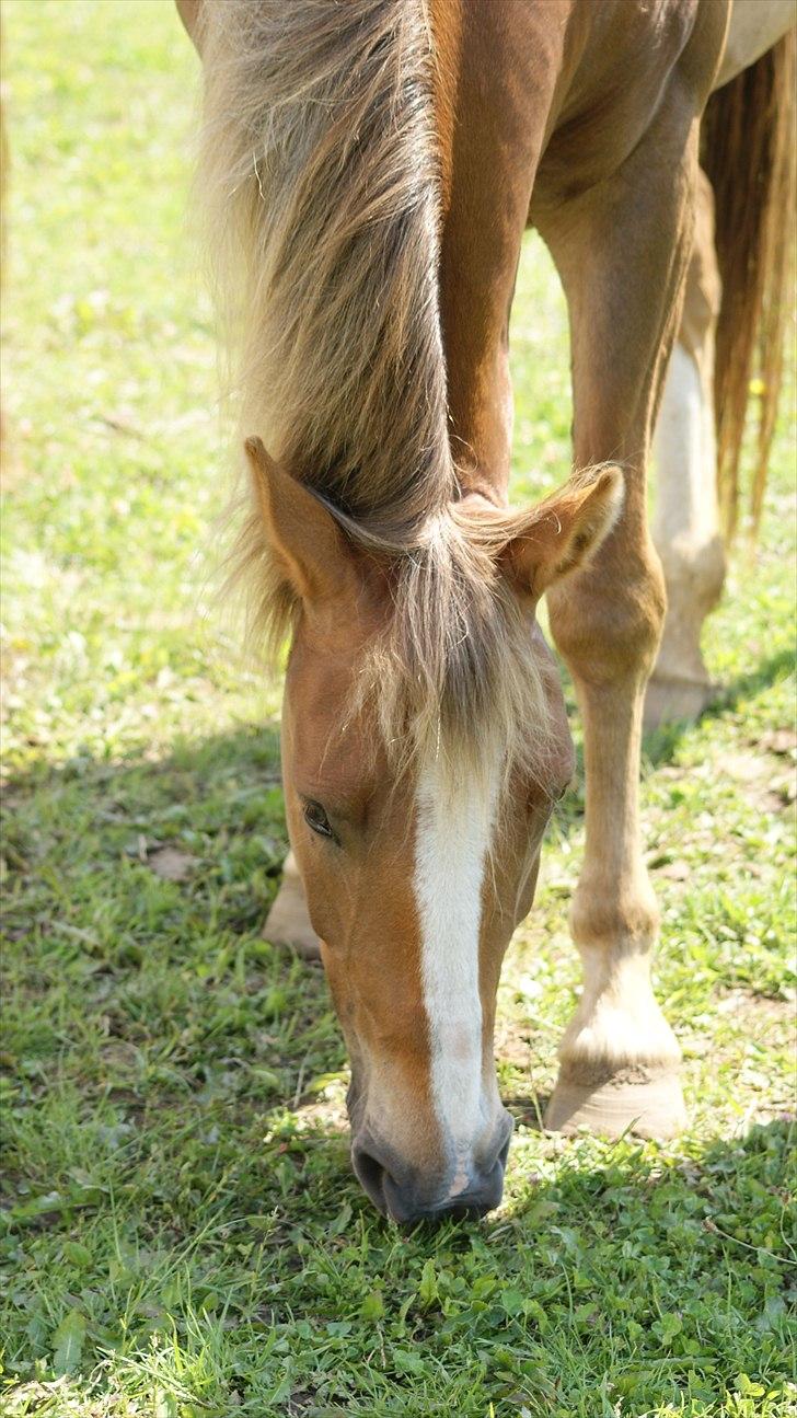 Anden særlig race Chiquita billede 16