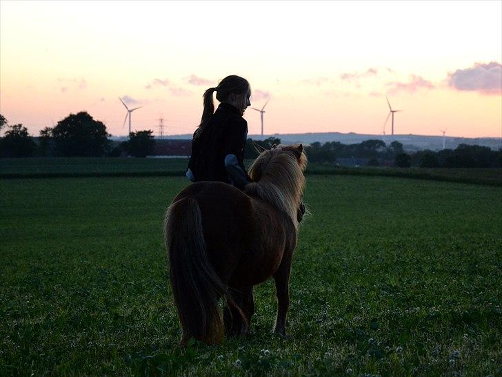 Shetlænder Tøttrups Lippa - For yesterday's memories, today's love, and tomorrow's dreams I love you. <3 //foto: Nanna<3.
 billede 9