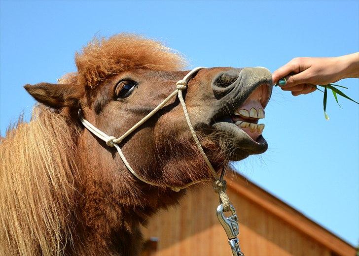 Shetlænder Tøttrups Lippa - What ever you going through I will be here, where ever the wind will blows you to I will be there, I could never just leave you, you scould never be alone again. Jeg elsker dig min lille charme trold. ~Trick: Smile. //foto: Nanna <3. billede 16