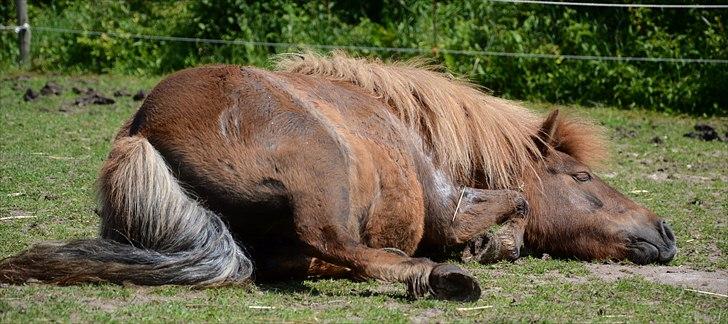 Shetlænder Tøttrups Lippa - Der er mange ting i livet, som vil fange dine øjne, men kun få, som vil fange dit hjerte. Årh hvor er du dog uimodståelig Lilly! :´) //foto: Nanna <3. billede 15