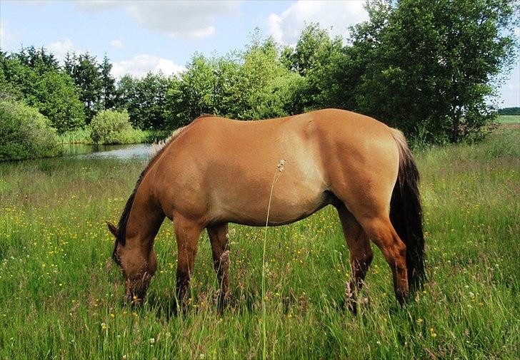 Anden særlig race Cheval Le Anton - 12.juni 2011 2år 10måneder billede 11