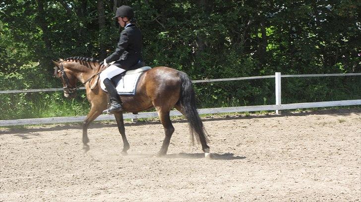 Anden særlig race Vanessa Tidl. hest - BYBR 2011 billede 5