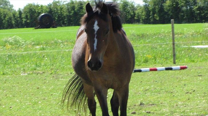 Anden særlig race Vanessa Tidl. hest billede 8