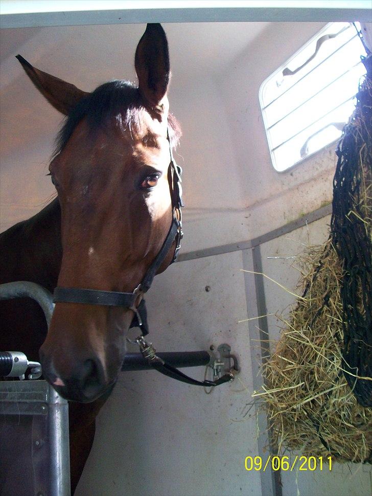 Anden særlig race Rapsodia - Prinsessen i traileren, da vi ankom til Østervang. D. 9/6-11<3 billede 3