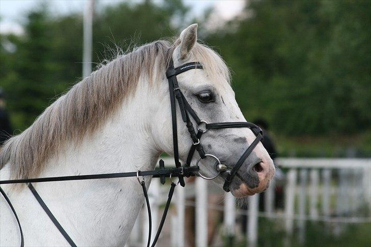 Anden særlig race Roxy by pm (tidl. Lånepony) - smukke pony billede 7