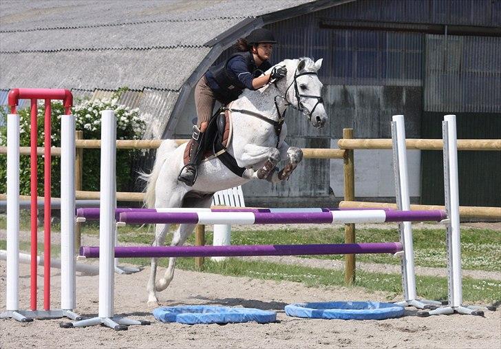 Arabisk fuldblod (OX) Narzhos - Springtræning | 90 - 95 cm | 11. juni 2011  billede 17
