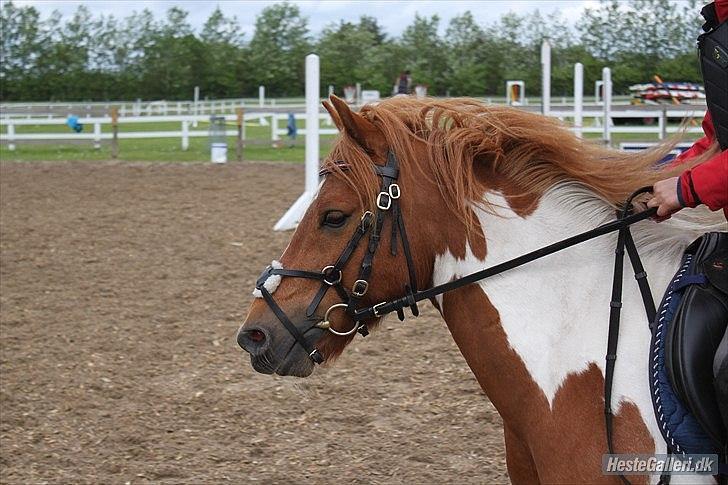 Anden særlig race Stenlunds Sonny billede 7