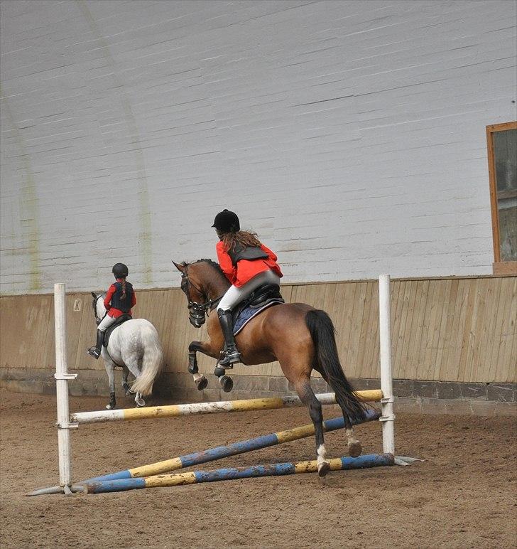 Welsh Pony af Cob-type (sec C) Daisy "solgt" billede 8