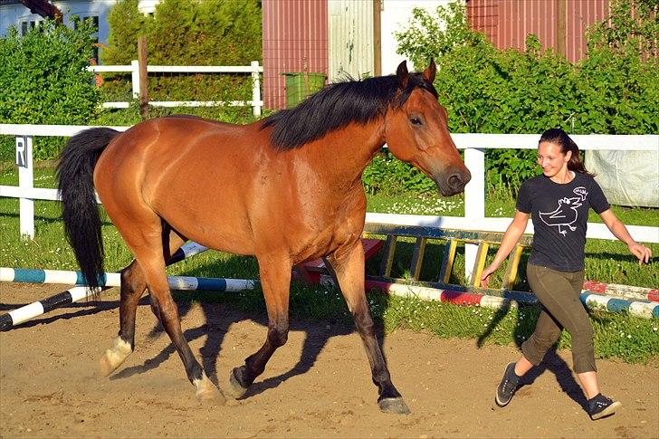 Anden særlig race Stauslykkes Le'Cato - © JW Juni 2011 billede 12