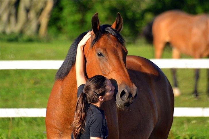 Anden særlig race Stauslykkes Le'Cato - © JW Juni 2011 billede 11