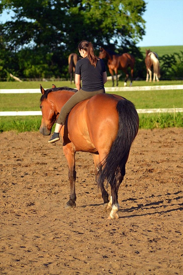 Anden særlig race Stauslykkes Le'Cato - © JW Juni 2011 billede 13
