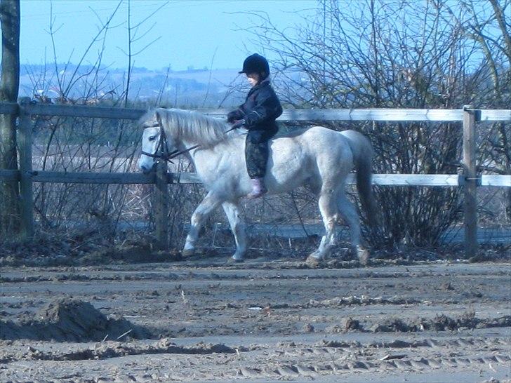 Welsh Mountain (sec A) Flevozicht's Aniek billede 14