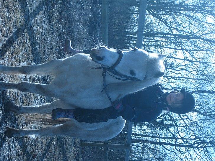 Welsh Mountain (sec A) Flevozicht's Aniek billede 16
