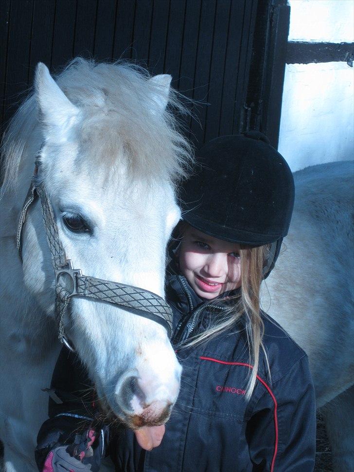 Welsh Mountain (sec A) Flevozicht's Aniek billede 18