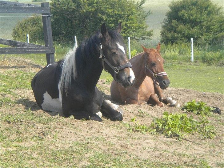 Barockpinto Valencia - Valle <3 - SOLGT - Hvile i middagssolen sammen med Isabelle :) billede 5