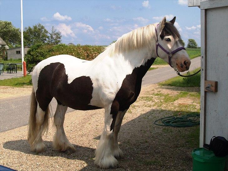Irish Cob Willie McLeod Skovbo (Bas) - Wildbassen <3 :) 12. juni 2011 billede 15