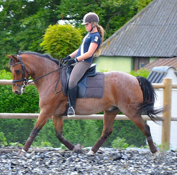 Tysk Sportspony Nic Nac However (Findus) *solgt* - træning i nedsidning juni 2011 billede 13