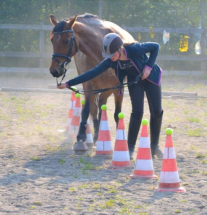 Tysk Sportspony Nic Nac However (Findus) *solgt* - Dusen og Sara til agility maj 2011 billede 18