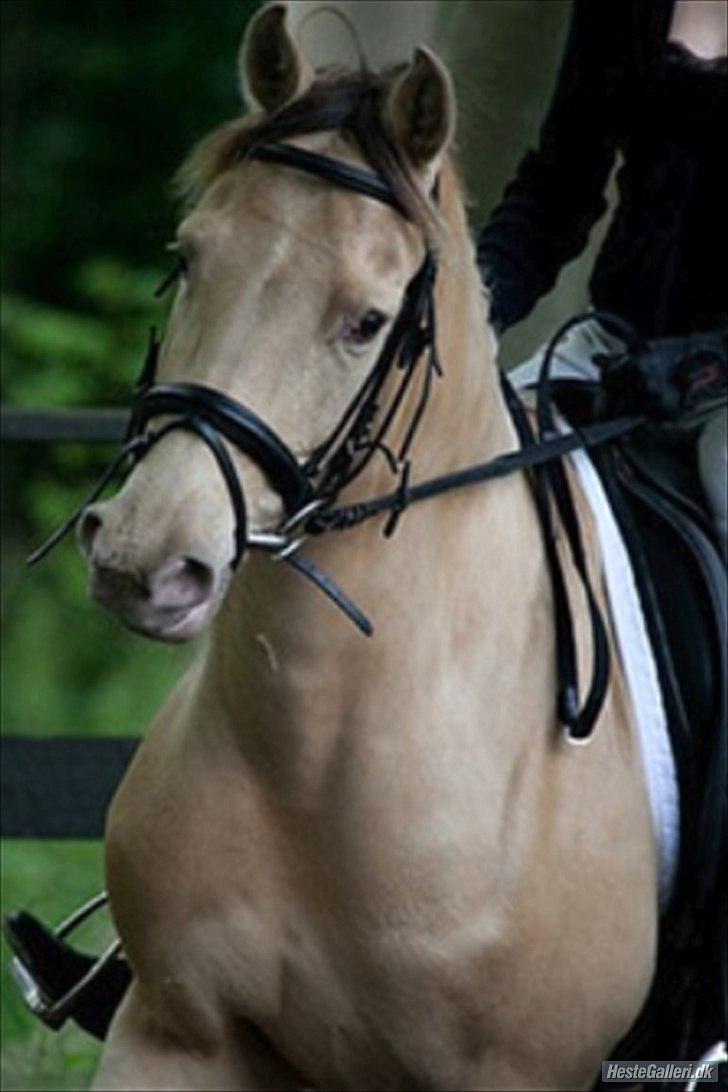 Anden særlig race Sioux billede 14