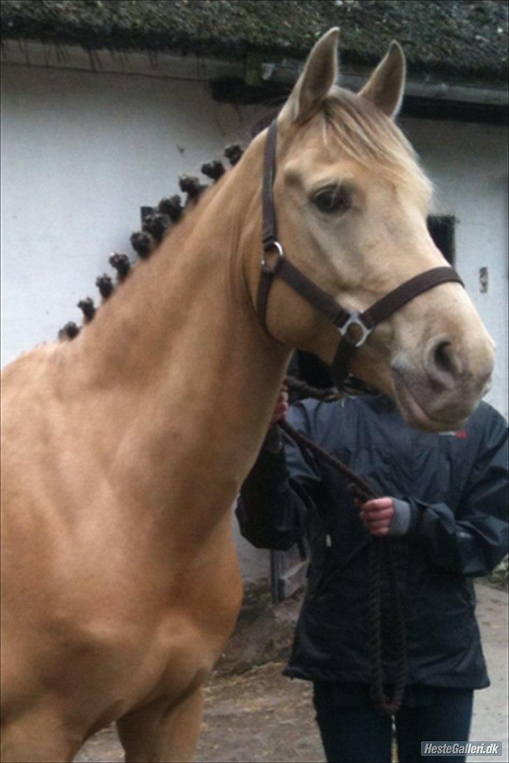 Anden særlig race Sioux - Første stævne, lc1 til 61.25 %. billede 17