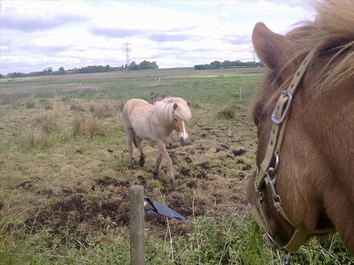 Islænder Röskva fra Skanderup (1992 - 2014) billede 8