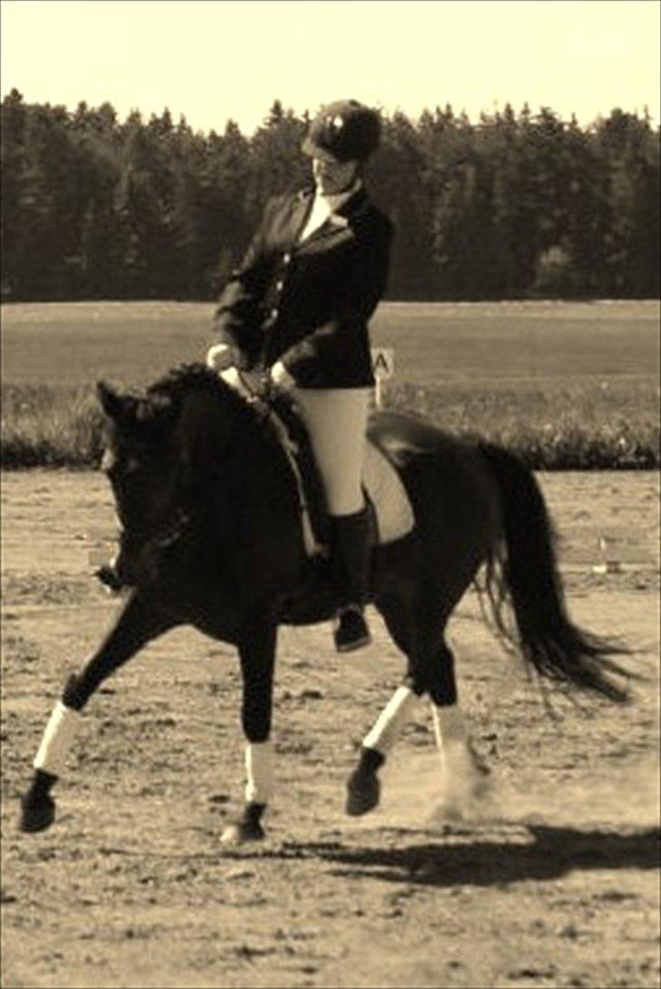 New Forest Holmens Sir Bastian *Solgt* - Første stævne :) juni 2011 billede 1