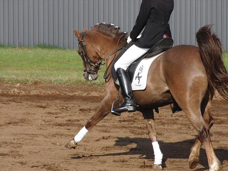 Welsh Pony (sec B) Stoak Laura (Stoakie) - Opvarmning Grindsted 2011 billede 2
