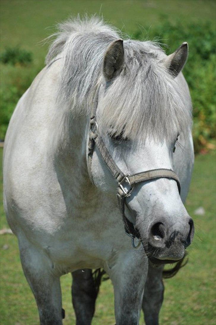 Anden særlig race Fanta :'((<3 - 20:´) Den smukke pony på fold, juni 2011 <3 foto: sanne  billede 20
