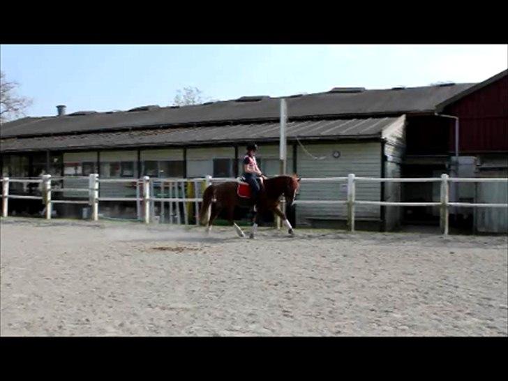 Tysk Sportspony Whysky <3|Mit alt| - Dressur på bassen, 2011. Beklager mine ben og kvaliteten. billede 7