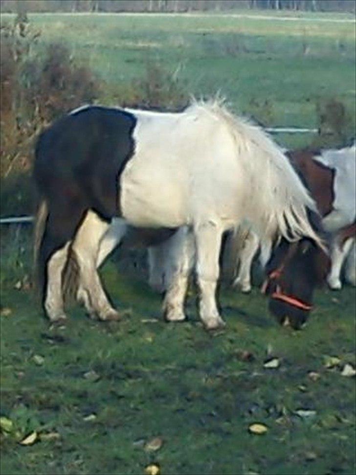 Anden særlig race Czami<3 - Min Czami<3 billede 4