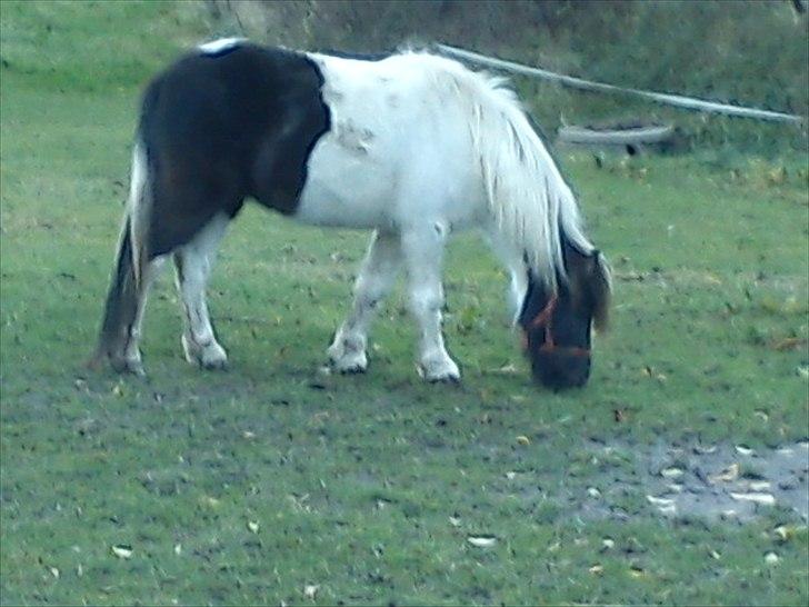 Anden særlig race Czami<3 - Min Prins<3 billede 5