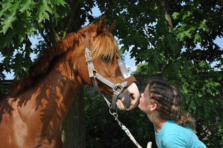 Palomino Tequila <3      *B-pony* - på din fødselsdag d 11-6-2011
du blev sku 13 år :'-) elsker dig basse billede 13