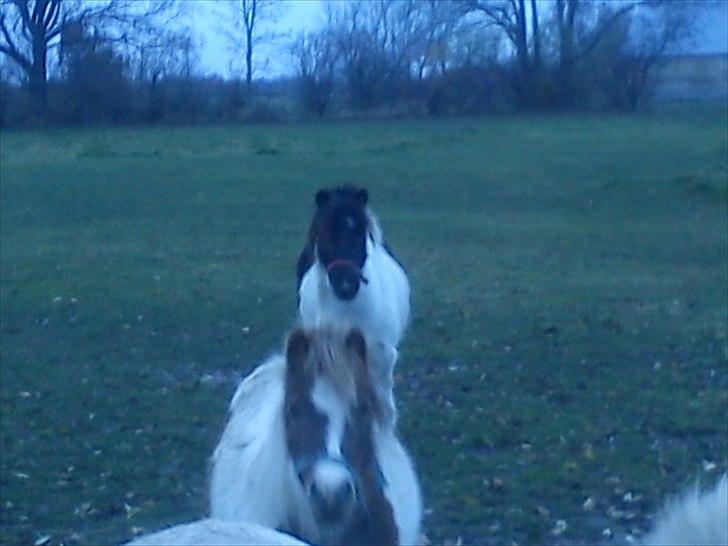 Anden særlig race Czami<3 - De er gode til at kigge, czami er den bagerste<3 Den første er Chessy<3 billede 6