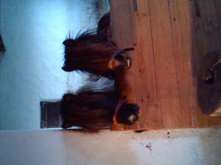 Anden særlig race Czami<3 - Czami og hans bedste ven Candy<3 billede 7