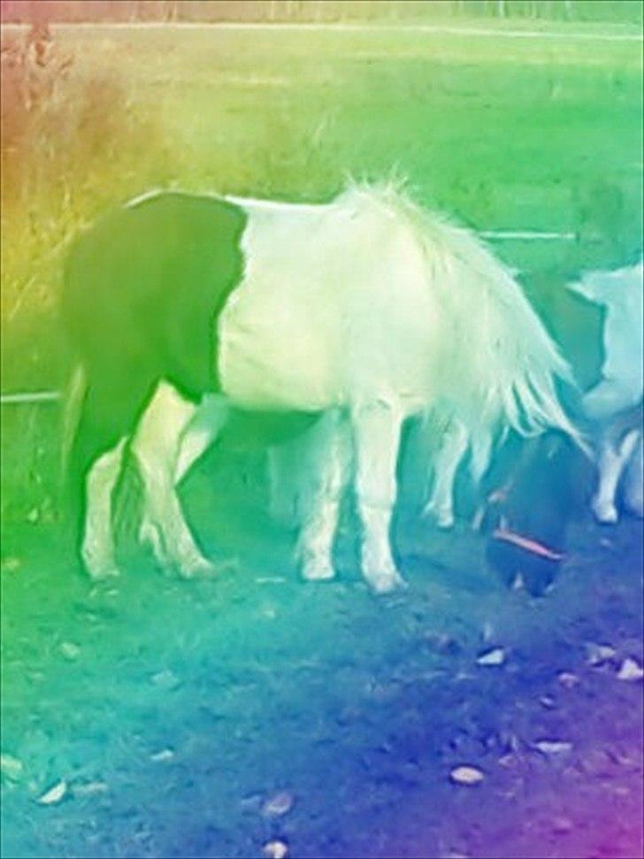 Anden særlig race Czami<3 - Czami i regnuefarver<3 billede 2