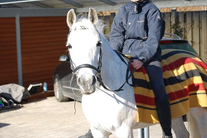 Anden særlig race Miss Chili R.I.P 2/2-12:'(<3 - Velkommen til Chili's profil læg gerne en kommentar og bedømmelse:-) Her mig og Chili på vores 3 års dag :D billede 1