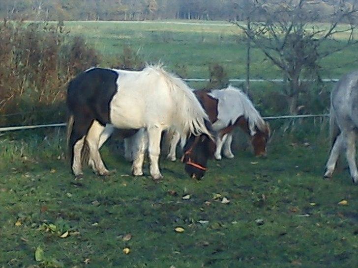 Anden særlig race Czami<3 - <3 billede 8