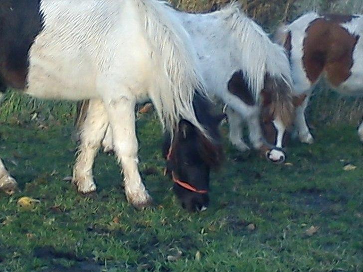 Anden særlig race Czami<3 - <3 billede 10