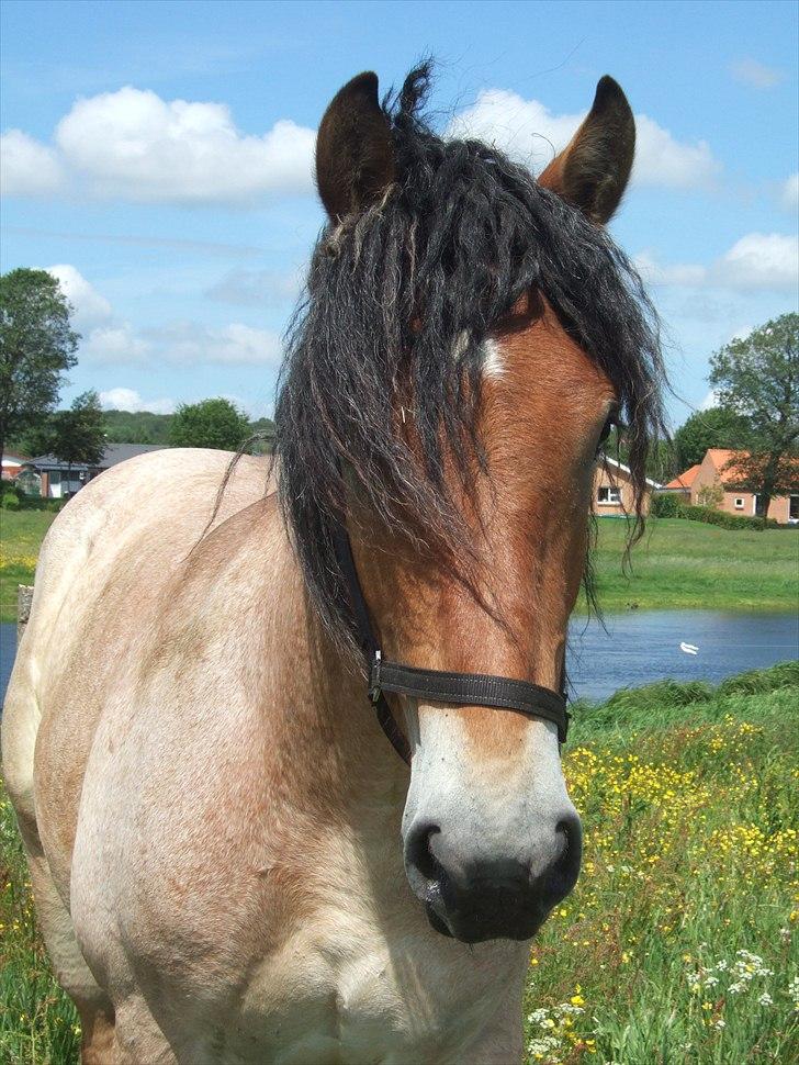Belgier Mangehøjes Bastian billede 1