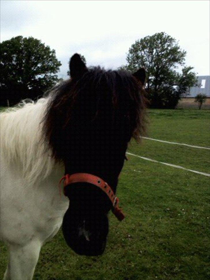 Anden særlig race Czami<3 - Jeg elsker dig Czami<33 billede 9