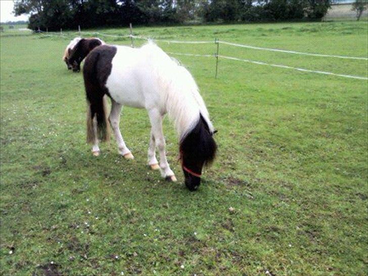 Anden særlig race Czami<3 - I LOVE YOU<33 billede 12