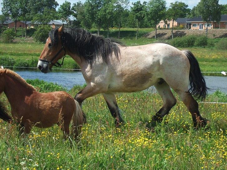 Belgier Mangehøjes Bastian billede 5