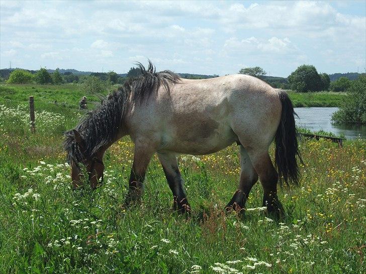 Belgier Mangehøjes Bastian billede 6