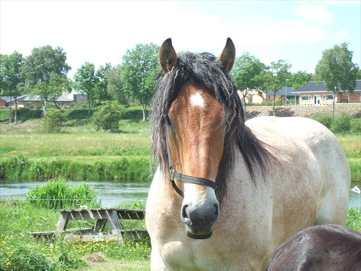 Belgier Mangehøjes Bastian billede 16