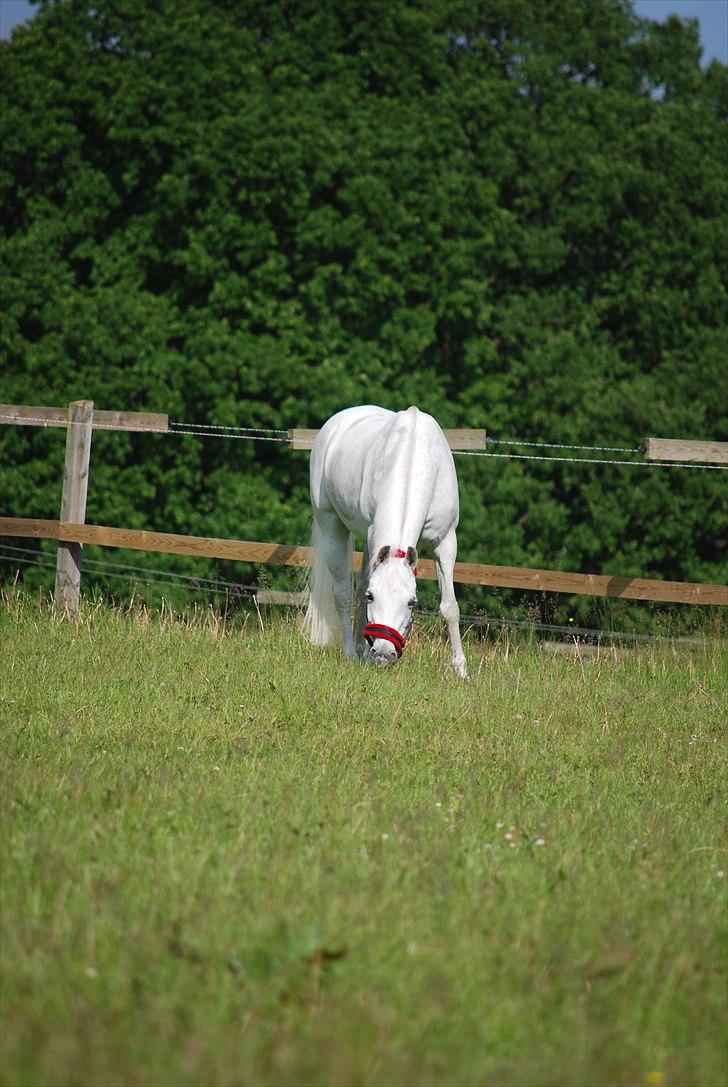 Anden særlig race Miss Chili R.I.P 2/2-12:'(<3 - Hej mora:-) 
Hvordan går det:-D billede 12