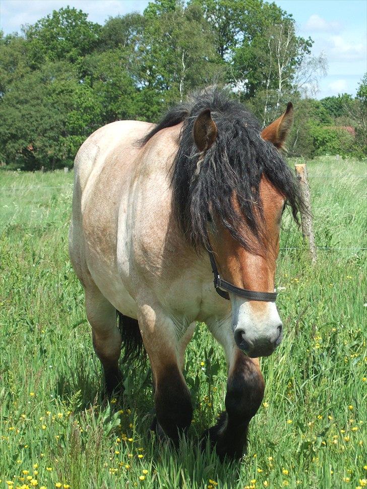 Belgier Mangehøjes Bastian billede 9