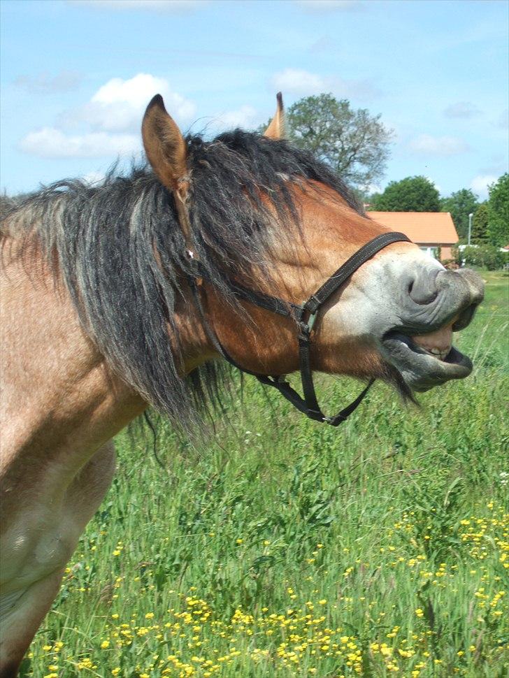 Belgier Mangehøjes Bastian billede 10